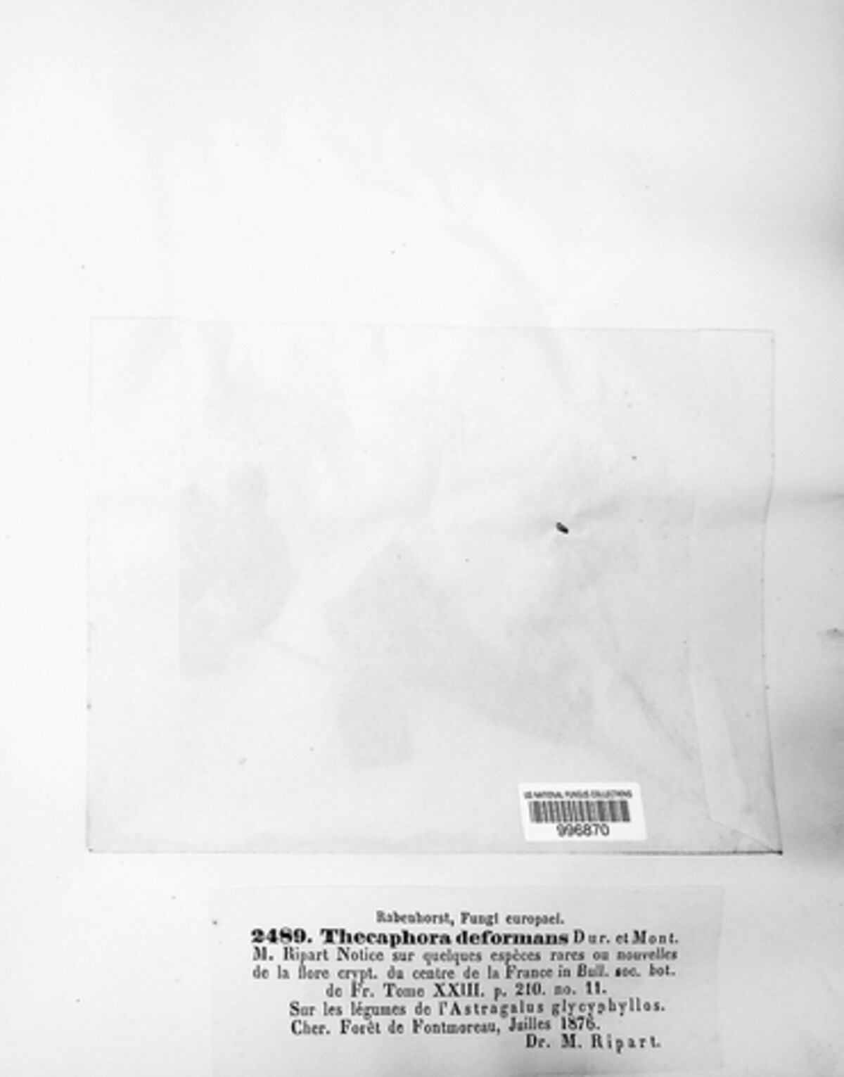 Thecaphora deformans image